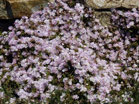 Lampranthus sp